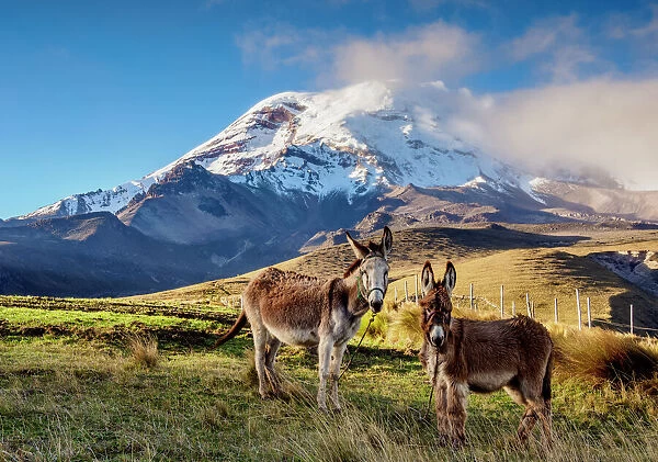 Donkeys and Chimborazo Volcano, Chimborazo Province, Ecuador