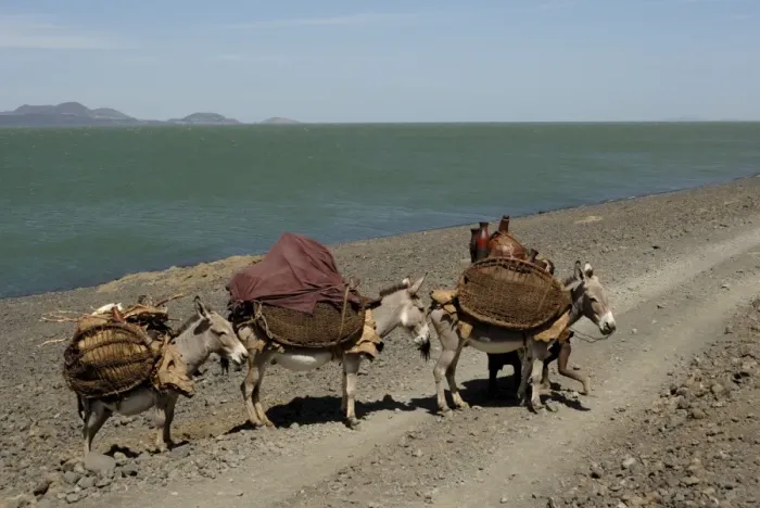Framed Print : Donkeys, Lake Turkana Framed Print : Donkeys, Lake Turkana