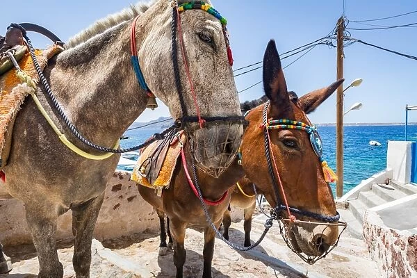 Donkeys and mules take tourists and goods from Oia to Ammoudi Bay (Amoudi) at the