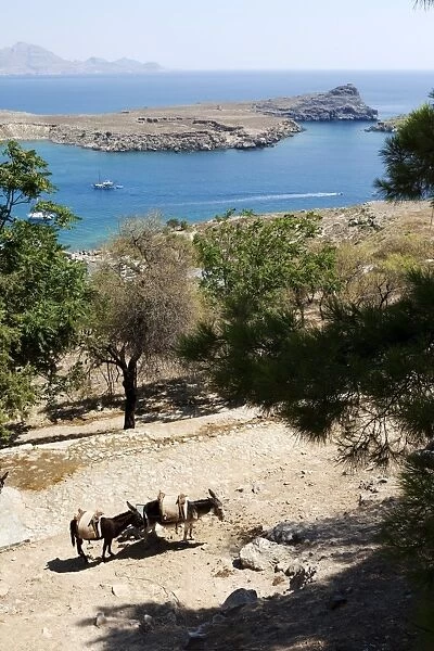 Two donkeys in the St. Paul Bay, Lindos, Rhodes, Dodecanese, Greek Islands, Greece, Europe