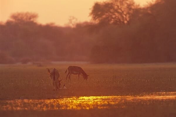 Donkeys at sunset in swamps near Okavango River, Botswana, Africa