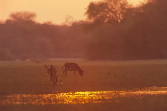 Framed Print : Donkeys at sunset in swamps near Okavango River, Botswana, Africa Framed Print : Donkeys at sunset in swamps near Okavango River, Botswana, Africa