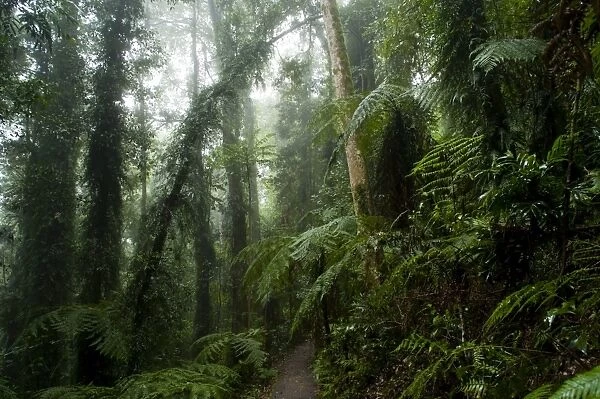 Dorrigo National Park, New South Wales, Australia, Pacific