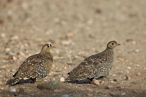 Double-Banded Sandgrouse (Pterocles bicinctus) pair, Kruger National Park, South Africa, Africa