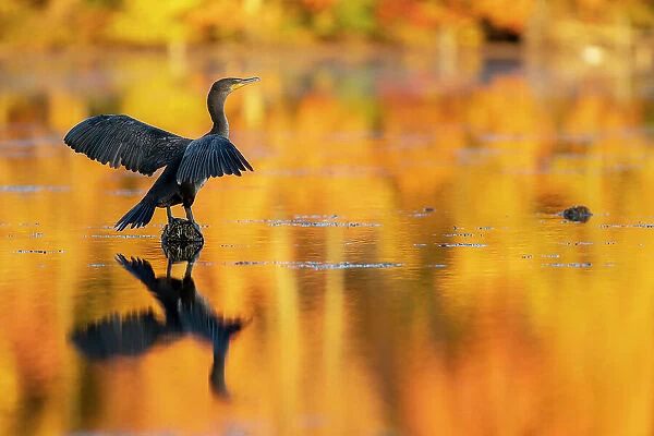 Double-crested Cormorant in Autumn glow, Massachusetts, New England, United States of America, North America