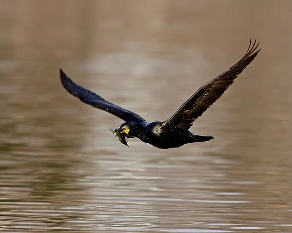 Double-Crested Cormorant (Phalacrocorax auritus) in flight with nesting material
