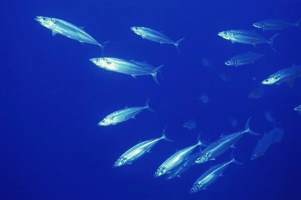 Double lined mackerel (Grammatoroynos bilineatus), Red Sea, Egypt, North Africa, Africa