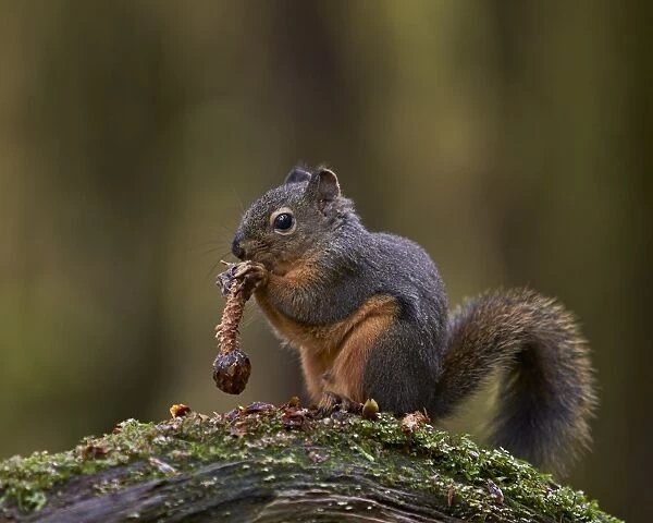 Douglass Squirrel (Tamiasciurus hudsonicus) eating a pine cone, Olympic National Park, Washington State, United States of America, North America