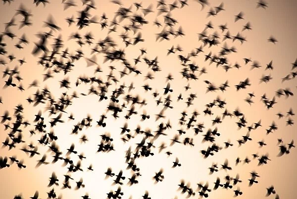 Doves in flight, Maharashtra, India, Asia