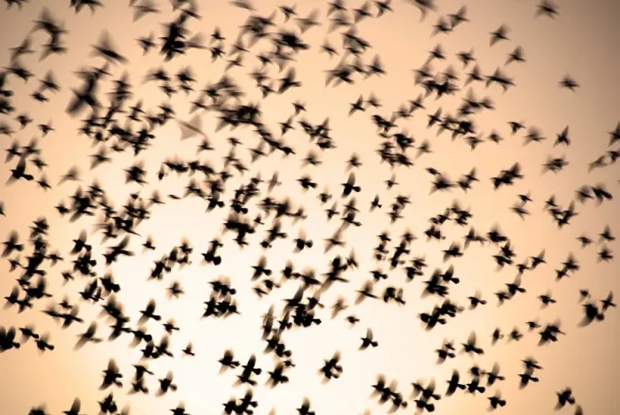 Framed Print : Doves in flight, Maharashtra, India, Asia Framed Print : Doves in flight, Maharashtra, India, Asia