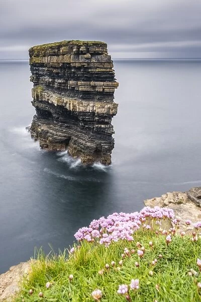 Downpatrick Head with flowers in the foreground, Ballycastle, County Mayo, Connacht province