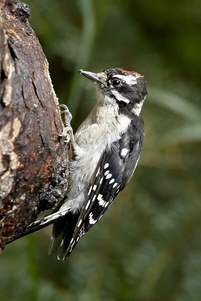 Downy woodpecker (Picoides pubescens), Wasilla, Alaska, United States of America