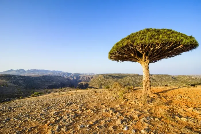Framed Print : Dracaena cinnabari (the Socotra dragon tree) (dragon blood tree), Dixsam plateau on the island of Socotra, UNESCO World Heritage Site, Yemen, Middle East Framed Print : Dracaena cinnabari (the Socotra dragon tree) (dragon blood tree), Dixsam plateau on the island of Socotra, UNESCO World Heritage Site, Yemen, Middle East