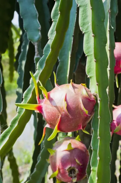 Framed Print : Dragon fruit at a fruit farm, Mekong Delta, Vietnam, Indochina, Southeast Asia, Asia Framed Print : Dragon fruit at a fruit farm, Mekong Delta, Vietnam, Indochina, Southeast Asia, Asia