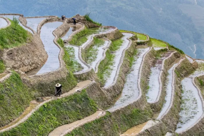 Framed Print : Dragon Spine Rice Terraces, Longsheng, Guangxi, China, Asia Framed Print : Dragon Spine Rice Terraces, Longsheng, Guangxi, China, Asia