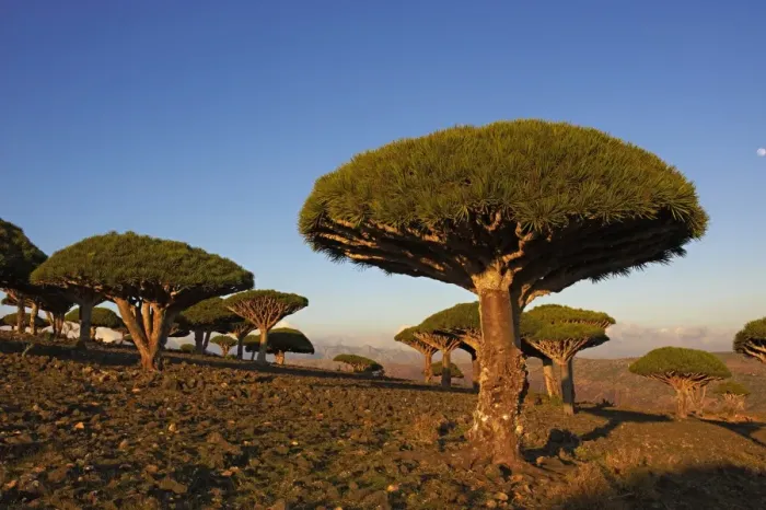 Framed Print : Dragon tree (Dracaena Cinnabari), Socotra Island, Yemen, Middle East Framed Print : Dragon tree (Dracaena Cinnabari), Socotra Island, Yemen, Middle East