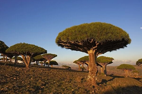 Dragon tree (Dracaena Cinnabari), Socotra Island, Yemen, Middle East