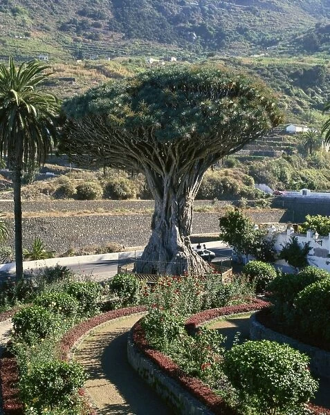 Dragon tree, Icod, Tenerife, Canary Islands, Spain, Atlantic, Europe