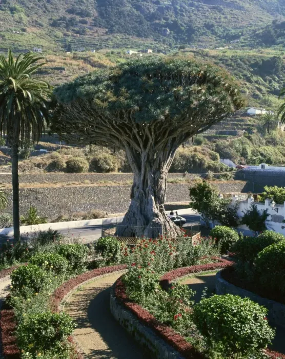 Framed Print : Dragon tree, Icod, Tenerife, Canary Islands, Spain, Atlantic, Europe Framed Print : Dragon tree, Icod, Tenerife, Canary Islands, Spain, Atlantic, Europe