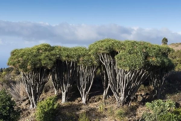 Dragon trees (Dracaena draco), La Palma Island, Canary Islands, Spain, Europe