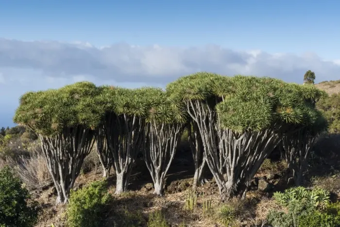 Framed Print : Dragon trees (Dracaena draco), La Palma Island, Canary Islands, Spain, Europe Framed Print : Dragon trees (Dracaena draco), La Palma Island, Canary Islands, Spain, Europe