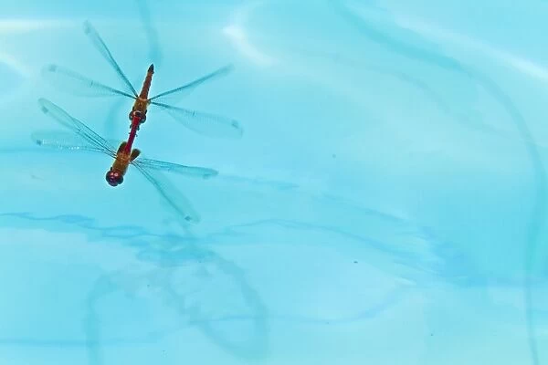 Dragonflies mating, Santa Cruz Island, Galapagos Islands, Ecuador, South America