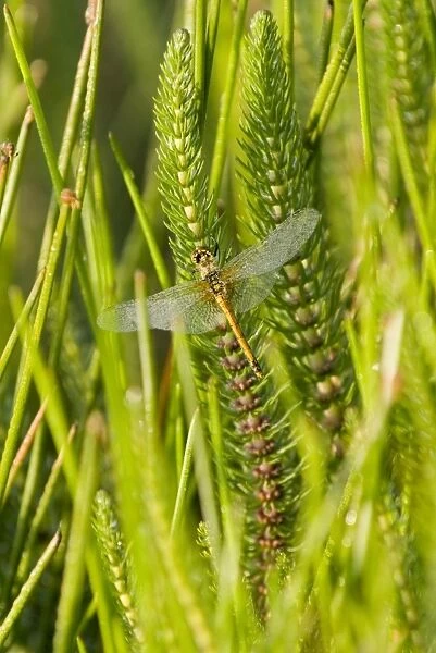 Dragonfly in early morning light, Tagong Grasslands, Sichuan, China, Asia
