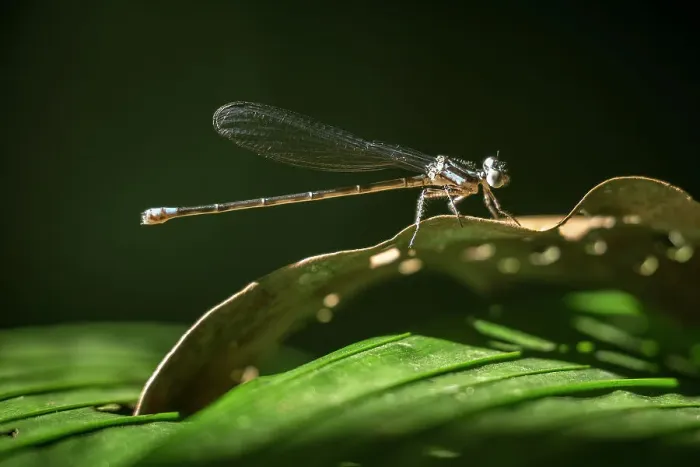 Framed Print : Dragonfly, Sarapiqui, Costa Rica, Central America