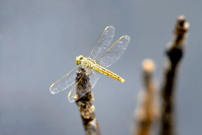 Framed Print : Dragonfly on stump, Kumarakom, Kerala, India, Asia Framed Print : Dragonfly on stump, Kumarakom, Kerala, India, Asia