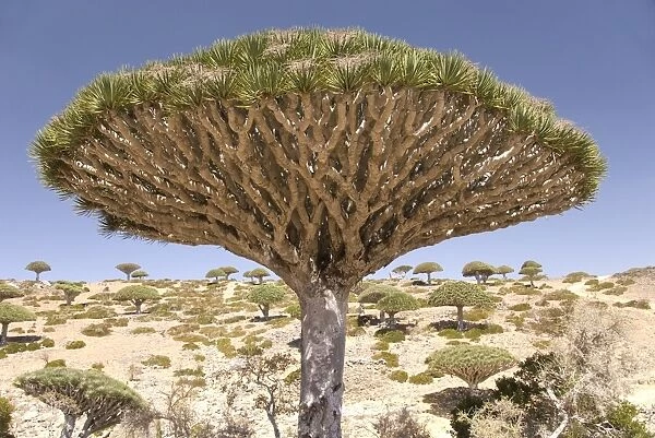 Dragons Blood Tree (Dracaena cinnabari), endemic to island, Diksam Plateau