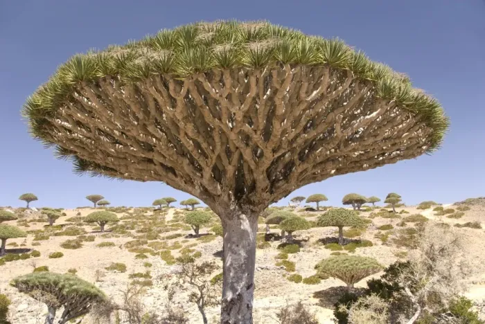Framed Print : Dragons Blood Tree (Dracaena cinnabari), endemic to island, Diksam Plateau Framed Print : Dragons Blood Tree (Dracaena cinnabari), endemic to island, Diksam Plateau