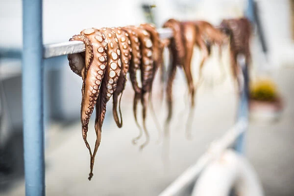 Dried octopus, Ermioni, Peloponnese, Greece, Europe