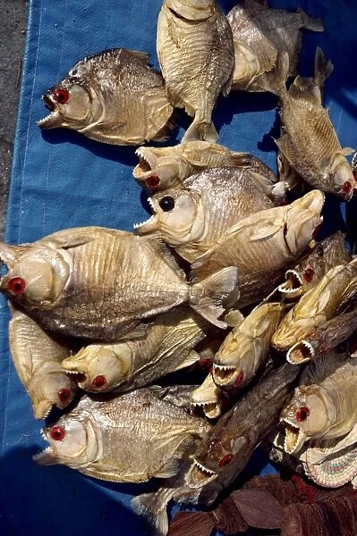 Dried piranha fish for sale in Santarem in Brazil, South America