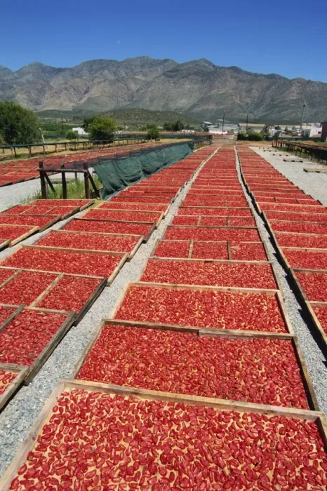 Framed Print : Dried tomatoes at Montagu Framed Print : Dried tomatoes at Montagu