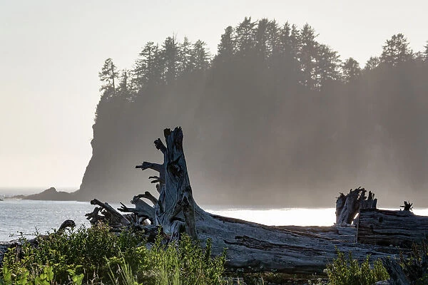 Driftwood on the beach at La Push on the Pacific Northwest coast, Washington State