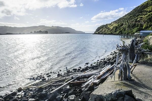Driftwood on the coastline of the Otago Peninsula, South Island, New Zealand, Pacific
