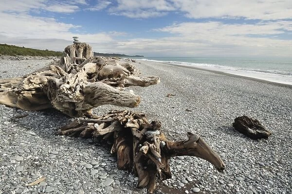 Driftwood, Gillespies Beach, Westland Tai Poutini National Park, UNESCO World Heritage Site
