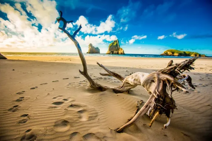 Framed Print : Driftwood in Golden Bay, Tasman Region, South Island, New Zealand, Pacific Framed Print : Driftwood in Golden Bay, Tasman Region, South Island, New Zealand, Pacific