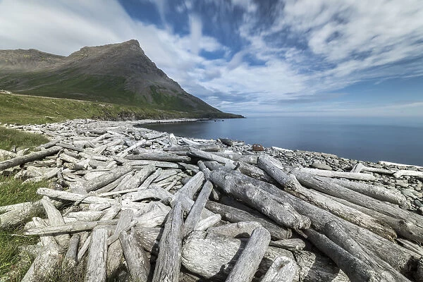 Driftwood from Siberia, Strandir Coast, Westfjords, Iceland, Polar Regions