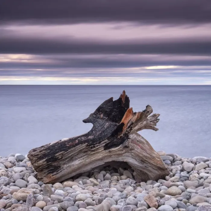 Framed Print : Driftwood on Spey Beach and the Moray Firth, Moray, Scotland, United Kingdom, Europe Framed Print : Driftwood on Spey Beach and the Moray Firth, Moray, Scotland, United Kingdom, Europe