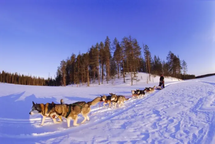 Framed Print : Driving a dogsled with a team of 8 Siberian huskies, Karelia, Finland, Europe Framed Print : Driving a dogsled with a team of 8 Siberian huskies, Karelia, Finland, Europe