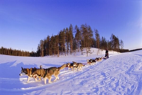 Driving a dogsled with a team of 8 Siberian huskies, Karelia, Finland, Europe