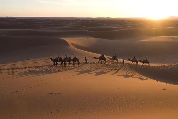 Dromedaries taking tourists on a sunset ride, Merzouga, Morocco, Sahara Desert