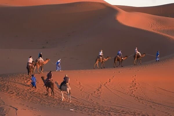 Dromedaries taking tourists on a sunset ride, Merzouga, Morocco, North Africa, Africa