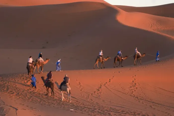 Framed Print : Dromedaries taking tourists on a sunset ride, Merzouga, Morocco, North Africa, Africa