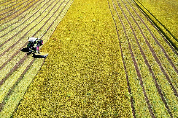 Drone shot of tractor with mower mowing grasses on agricultural field during a summer day, Italy, Europe