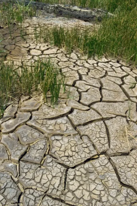 Framed Print : Dry ground near the Pitch Lake Framed Print : Dry ground near the Pitch Lake
