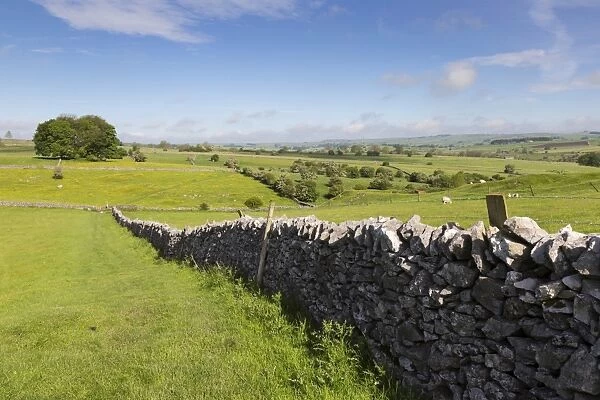 Dry stone wall, farmers fields and a copse of trees, Limestone Way, Monyash, Peak District National Park, Derbyshire, England, United Kingdom, Europe