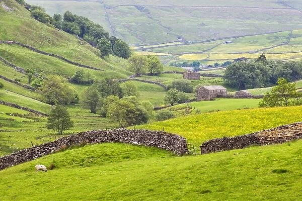 Dry stone wall and field barns below Kisdon Hill in Swaledale, Yorkshire Dales, Yorkshire, England, United Kingdom, Europe