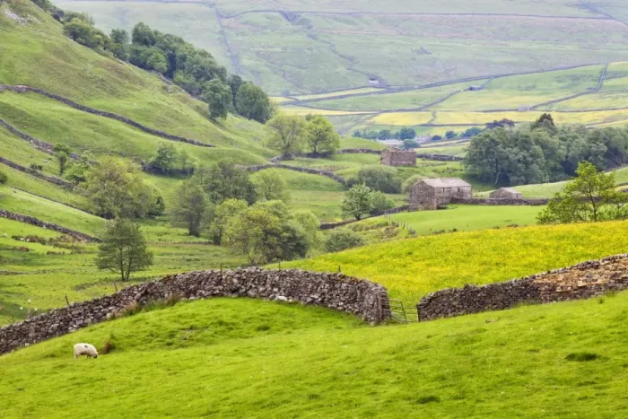 Framed Print : Dry stone wall and field barns below Kisdon Hill in Swaledale, Yorkshire Dales, Yorkshire, England, United Kingdom, Europe Framed Print : Dry stone wall and field barns below Kisdon Hill in Swaledale, Yorkshire Dales, Yorkshire, England, United Kingdom, Europe
